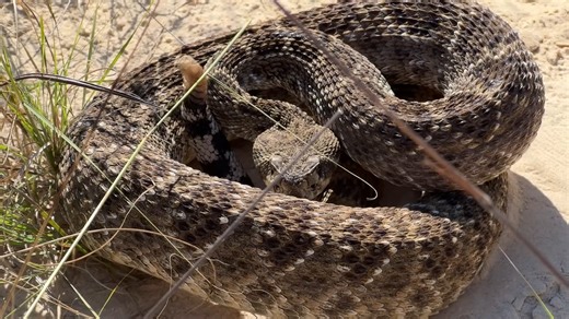 This is the reality of South America’s deadliest snake