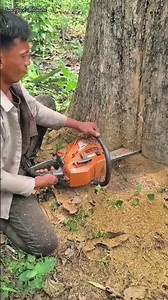 process of cutting large teak trees using chain saw#wood#woodworking#lumberjack#chainsaw#teaktree