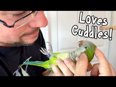 Quaker Parrot Cuddles & Handling Prepare for Veterinary Care