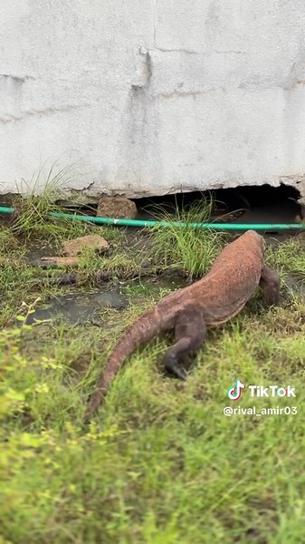 Pertama Kali Melihat Komodo Secara Langsung - Pengalaman Menakjubkan