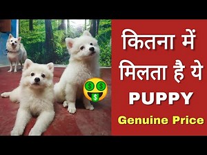 Genuine price of Pomeranian dog in India.