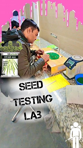 Pargat Singh on Instagram: "Seed Purity and Germination Testing Lab #crop #Seed #Ag #Agri #soil #moong #star444 #Mung #kisan #lab"
