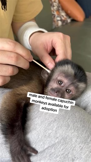 Capuchin Monkeys Available for Adoption