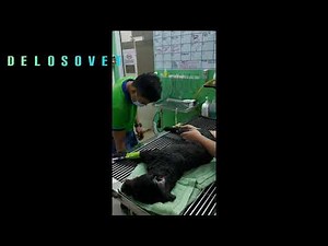 Close Reduction in Hip luxation