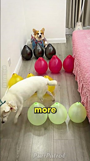This Corgi loves Balloons 😍