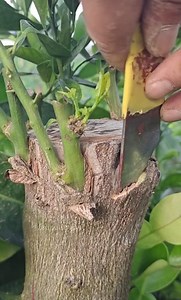 1.9K views · 21 reactions | New Good Technique of Planting a Tree Seedling - How To seeding the tree | Jeanette Aw | Facebook