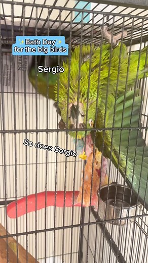 Bath day for the big birds! #parrotrescue #parrotsanctuary #macaw #cockatoo #amazon #birdstagram | Mulberry Acres Rescue