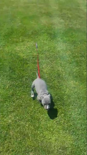 Gotti Blue Nose Pitbull Puppies 8 weeks