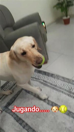 Labrador jugando con su juguete... 🐶🥎 #españa #labrador #juegos