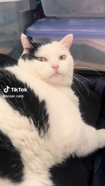 Jasmine's Vacation Fun with Block Blast and Spoiled Cat