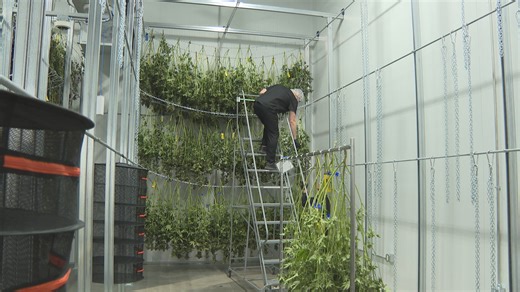 Cresco Labs completes first medical marijuana harvest in Kentucky