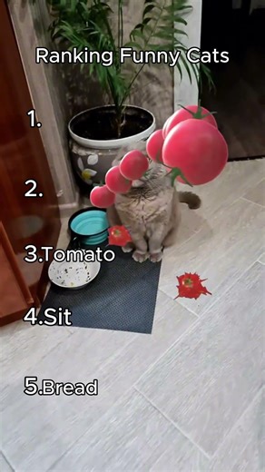Ranking Funny Cats #cat #cute #shorts