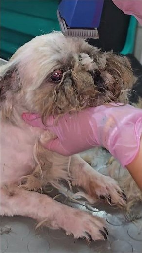 Matted Shih Tzu Transformation 😍 #grooming #dogs #satisfying