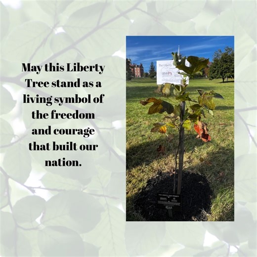 7.8K views · 343 reactions | A "Liberty Tree" was planted in Adams...