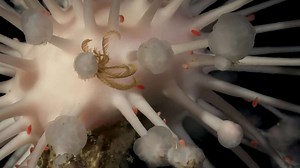 Researchers discover stunning marine life and 'new species' in Argentina