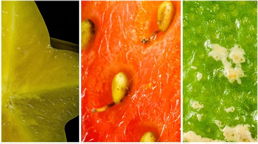 Vibrant fruits & veggies up close: Stunning 4K macro rotations + banana & garlic: 15 days of transformation | Time-lapse experiment