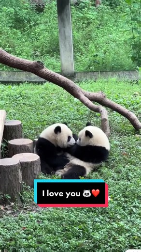 Adorable Panda Compilation: Funny and Cute Moments
