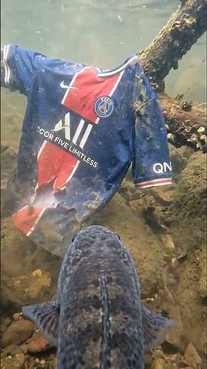 POV Snakehead fish #shortvideo #pov #trending #wildlife #viral