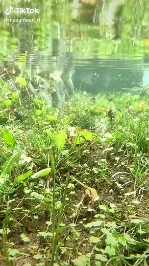 ミミズの水中生活に驚き！