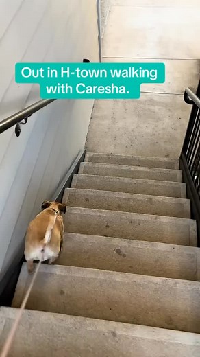 I love walking this little buddy of mine. She lovessss her #walks and gets a whole extra pep in her step the second we step outside. #houstontexas dog moms and dads, I’d love to help with #boarding or #petsitting for your #furbabies 🫶🏾✨. | Malie Chery