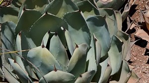 32 Phoenix Arizona cactus nature botanical garden desert landscape