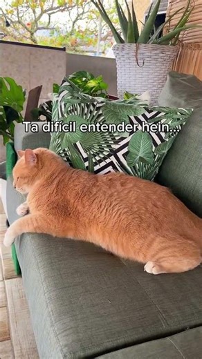 Exploração felina Onde faço a denúncia 😪