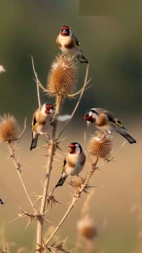 Goldfinch singing in nature 🐦🎶 #BirdLovers #BirdWatching #WildlifePhotography | Birdsy