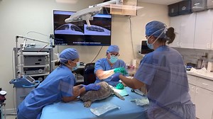 The Turtle Hospital on Reels