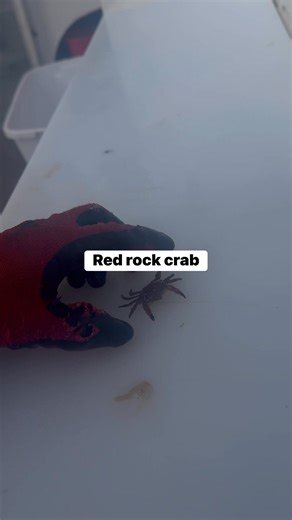 5.1K views · 53 reactions | Catch a “Hanger” Ling Cod with this fish at the end! #fishing #lingcod #crab #sea #pnw | Pnwcoastfishing | Facebook