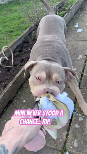 XL..V.. mini mouse..