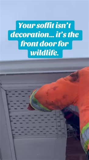 Soffit damage is one of the most common ways squirrels and raccoons get into your attic. Even small gaps or weak panels can turn into major entry points for wildlife, leading to nesting, noise, and expensive insulation damage. Our wildlife-proofing service seals vulnerable areas, reinforces soffits, and keeps your home protected year-round. If you’re hearing scratching in your ceiling or seeing loose panels, it’s time to act before the damage gets worse. Built for long-term protection. #amwpestc