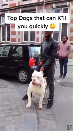 Killer Dogs: Are Bullmastiffs and Pitbulls Actually Dangerous?