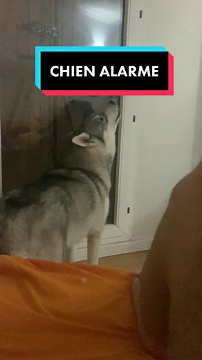 Alarme de Husky : Un chien qui crie pour sortir