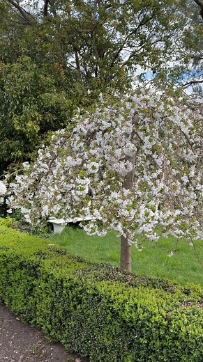 A tree for all seasons 🌸🍂❄️ Graceful in spring. Sculptural in winter. The Snow Fountain Weeping Cherry earns its place as a true garden showstopper, year after year. We love using this ornamental tree to add vertical interest, seasonal drama, and a sense of romance to compact courtyards or feature planting zones. Get in touch with us if you would like us to design a garden for you. #WellsDesignStudio #SnowFountainCherry #GardenDesign #SeasonalInterest #OrnamentalTrees #LandscapeDesign #Backyar