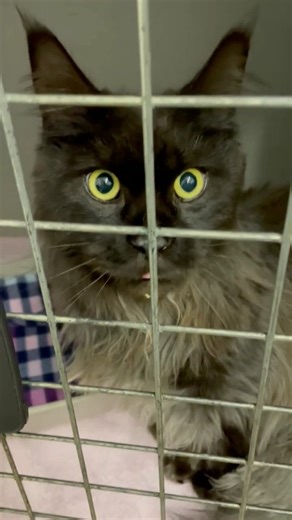 Meet Oakley, this gorgeous cat who came in for a parlour sedation 💚🐱 Many cats need mild sedation and medication to help them relax during grooming. This helps reduce stress, keeps everyone safe, and most importantly prevents scary memories or anxiety in the future. We are lucky enough to have our own on site parlour. This allows us to safely sedate kitties and keep an eye on them during their parlouring. 🩺✨ #CatCare #FearFreeVet #VetLife #HappyCats #AnimalWellbeing | Kloof Village Vet