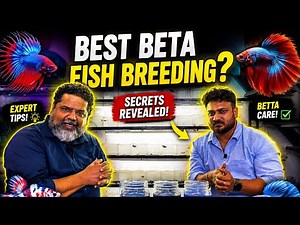 Best Betta Fish Types for Beginners & Experts