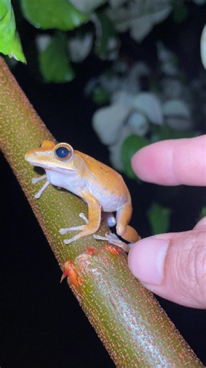 Funny Frogs | Hilarious Frog Jumps, Boing Boing! | Funny Frog Catching