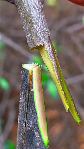 Successful grafting techniques for olive plant Tree grafting ideas √ #treanding #grapecity