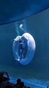 Beluga whales in captivity – Ocean Flower Island Marine Park. #belugawhales #China #wildlife #zoo #ocean | Save the Ocean