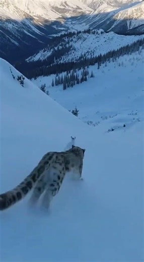 Snow Leopard's Epic Hunt on Snowy Meadow #NatureScene #WildlifePhotography #SnowLeopardChase