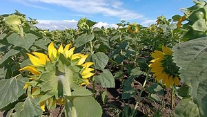 The government offers free irrigation water for farmers, but few can actually use it – English