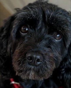 30K views · 68 reactions | If your dog gets too excited when people come to visit, then you need to watch this. Dr Harry meets Elly, a Cavoodle who just can’t control herself when the intercom buzzer goes off. Her barking is annoying for her owner and the neighbours and it seems to be getting worse. Can he help keep the peace and the neighbours happy? Catch this story on Friday at 7pm on 7. | Better Homes and Gardens Australia | Facebook