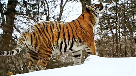 As the first snow falls, Northeast China Tiger and Leopard National Park is transformed into a world of ice and silver, where every creature begins its winter struggle for survival. Siberian tigers adapt their hunting strategies to the snowy terrain, while Amur leopards enter a unique breeding season amid the cold. Across the forest, herbivores such as sika deer search for food along sunlit slopes, using instinct and wisdom to endure the harsh season. In this vast forest, nature reveals its most