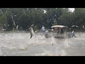 Biologists are making progess against Asian Carp