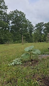 428 reactions · 56 shares | Hoja Santa -The Rootbeer Plant (Directed by Bree The Border Collie) | The Southern Herbalist | Facebook