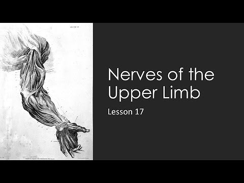 Lesson 17: Nerves of the Upper Limb