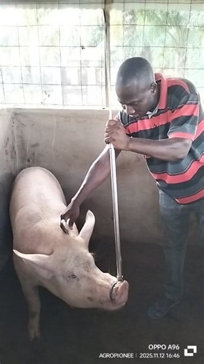 33K views · 360 reactions | I think, this is better and easier to practice. Enjoy. #pigfarming #pig | Agropioneer Farm | Facebook