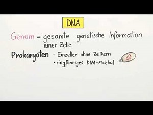 DNA - Verpackung und Chromatin | Biologie | Genetik