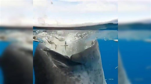 Viral video: Whale shark swallows dozens of small fish, internet terrified