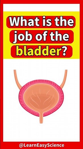 What does the BLADDER do? 🤔 | Learn about the bladder function #education #biology #english #organs